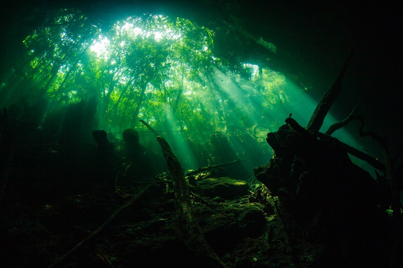Green light filters through the cenote canopy, illuminating submerged trunks and tangled roots.