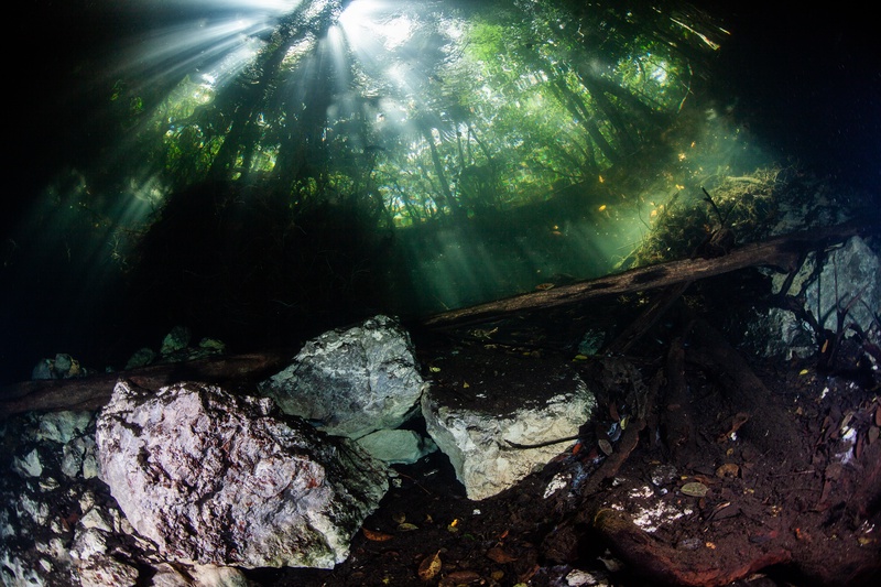 Sunbeams pour through jungle canopy into the cenote, lighting boulders and fallen branches.