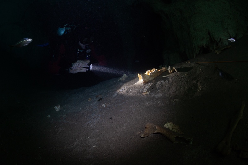 Cave diver lights ancient jaw bones on the cenote floor, a small scene in the surrounding dark.