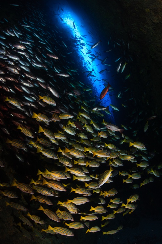 Yellow-striped snapper whirl beneath a shaft of blue light inside Malpelo's dark cave.