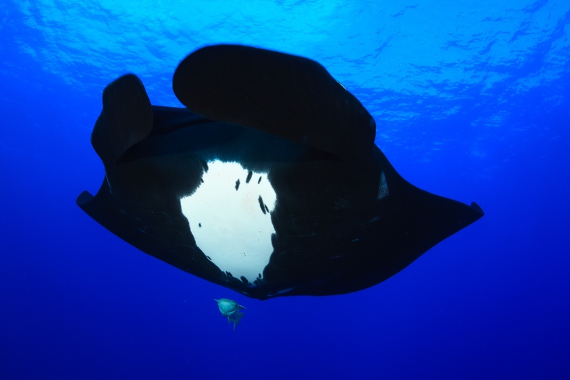 Dark-morph manta ray banks with one wing curled, a remora tucked beneath in open blue water.