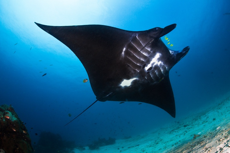 Oceanic manta ray gliding through Raja Ampat blue, dark back and white gill markings in view.