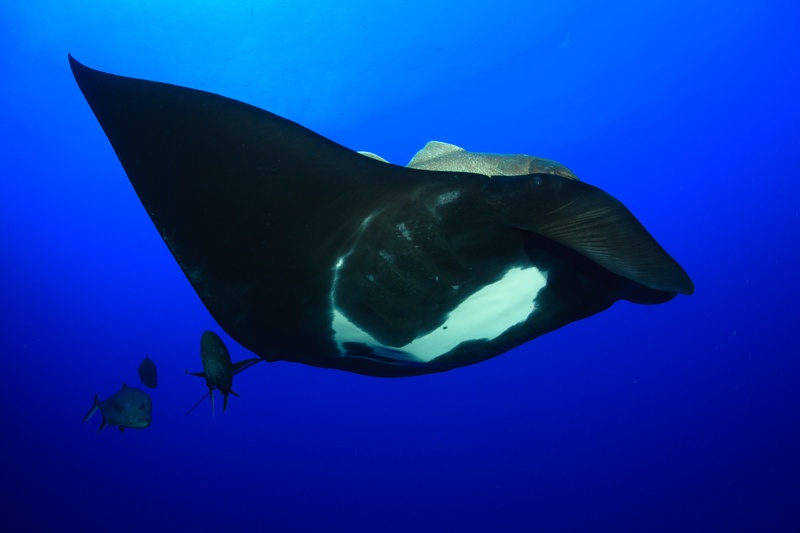 Dark-morph manta ray glides in profile, two jacks tucked close along the wing edge.