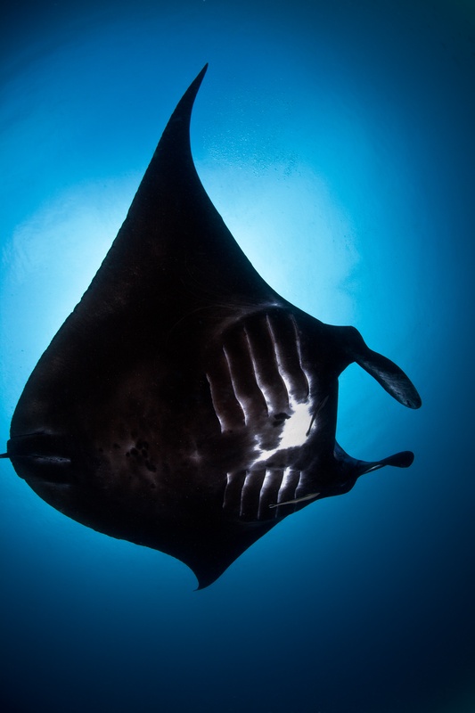 Black manta ray passes overhead, white belly markings and gill slits clear from below.