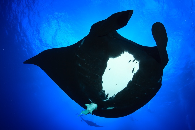 Dark-morph giant manta glides overhead, white belly patch lit against the bright surface above.