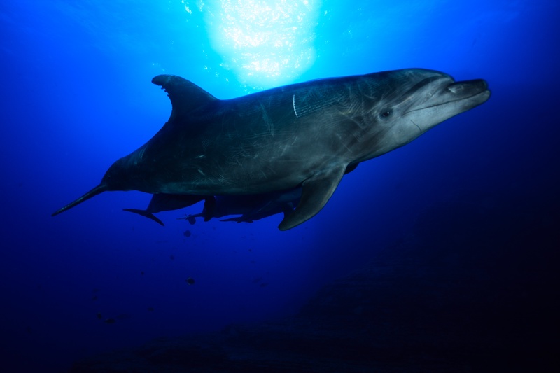 Bottlenose dolphin sweeping past the lens in Socorro blue, sunburst flaring behind its head.