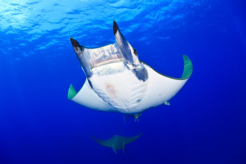 Mobula in close frontal view, cephalic fins unfurled and remoras fixed to its pale belly.