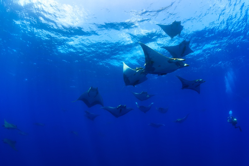 Squadron of devil rays sweeping just under the surface, a diver trailing in the distance.