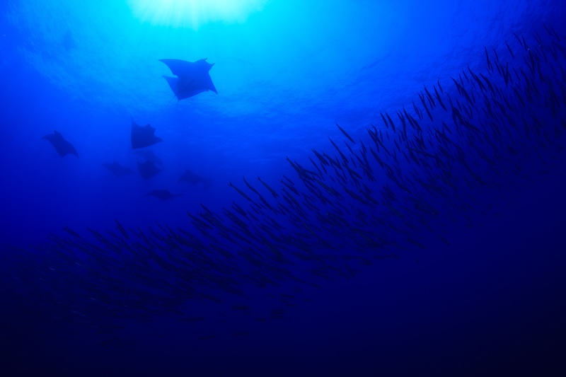 Devil rays pass overhead as a dense barracuda school hangs below in blue Azores water.