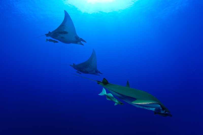 Three devil rays hold formation in open blue water, wings outstretched beneath shafts of light.