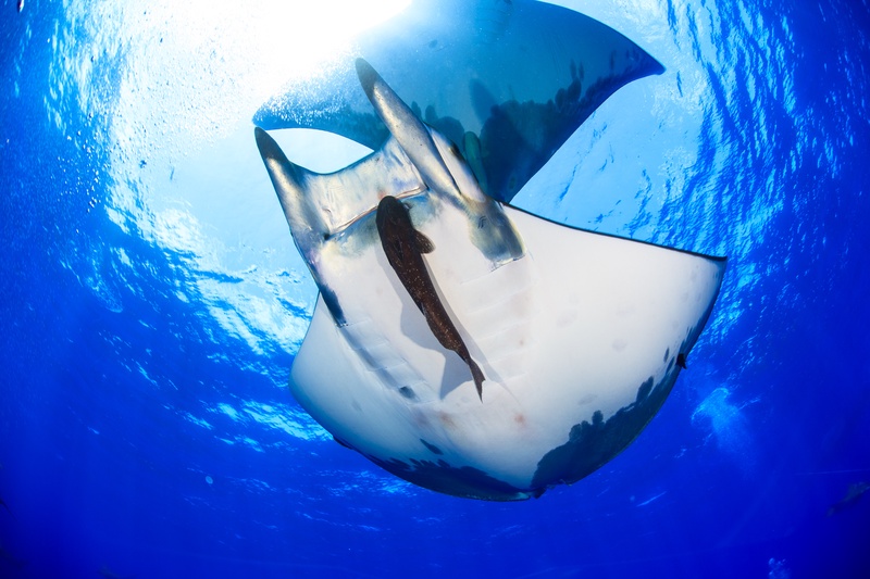 Devil ray from below through Snell's window, remora fixed to its white belly.