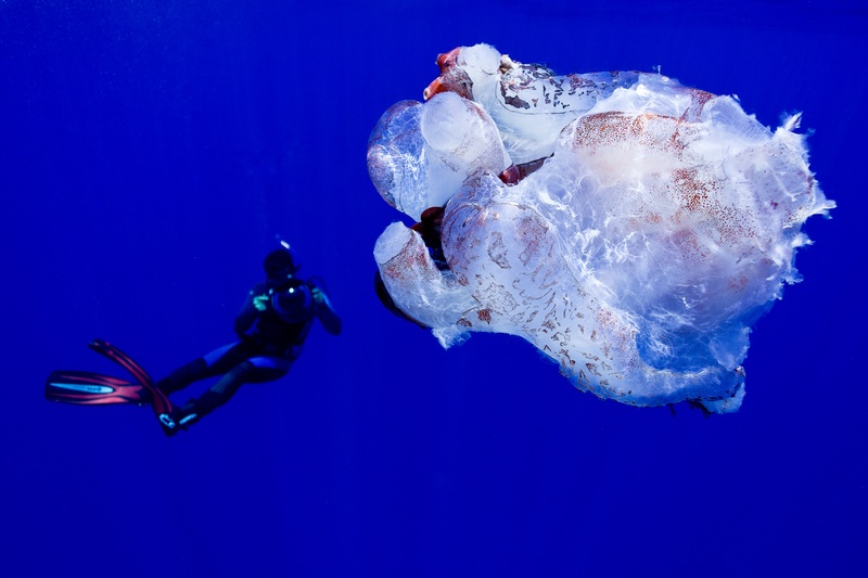 Freediver drifts beside a giant jellyfish off Pico, translucent bell pulsing against the deep.