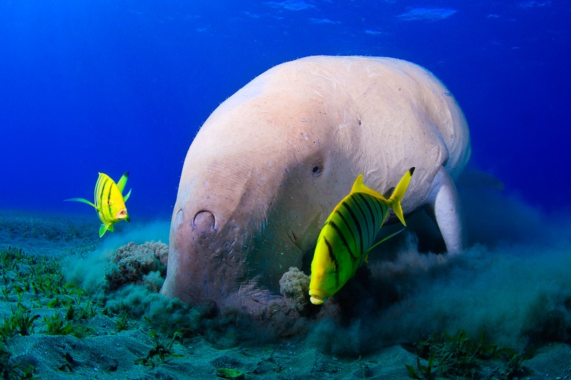 Dugong grazing on seagrass over sandy bottom in Marsa Alam, golden trevallies shadowing the feed.