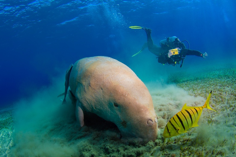 Dugong feeds over seagrass in Marsa Alam while a diver hangs above and a golden trevally keeps pace.
