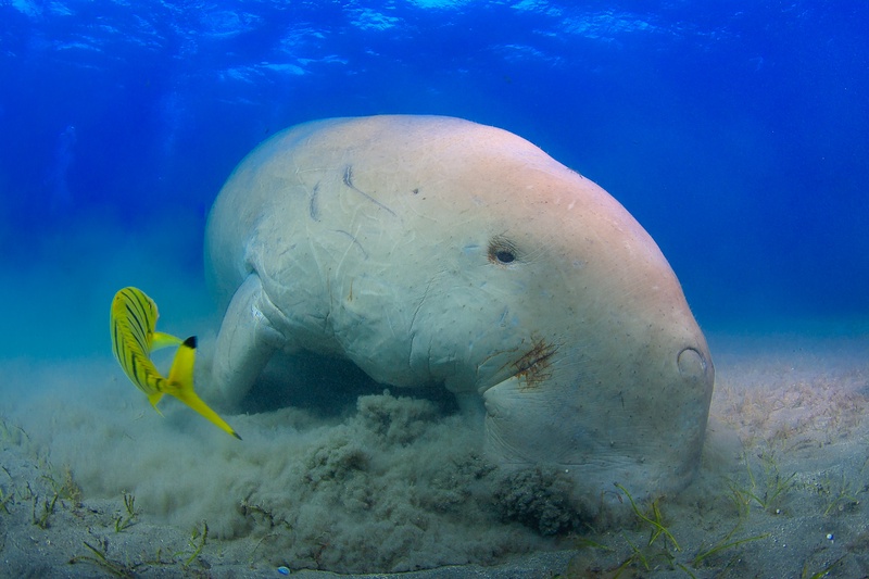 Dugong grazing seagrass in shallow Marsa Alam water, sand billowing as golden trevally trail close.