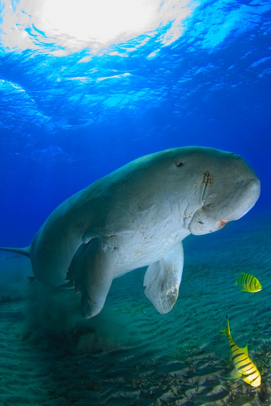 Dugong cruising above the sand in Marsa Alam, sunburst overhead and golden trevallies trailing below.