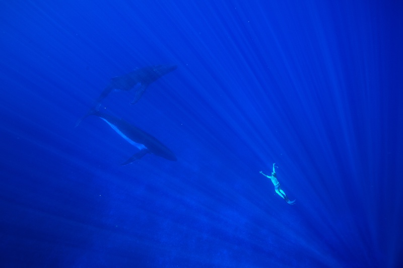 Freediver drops through dappled light toward two humpback whales waiting in the blue below.