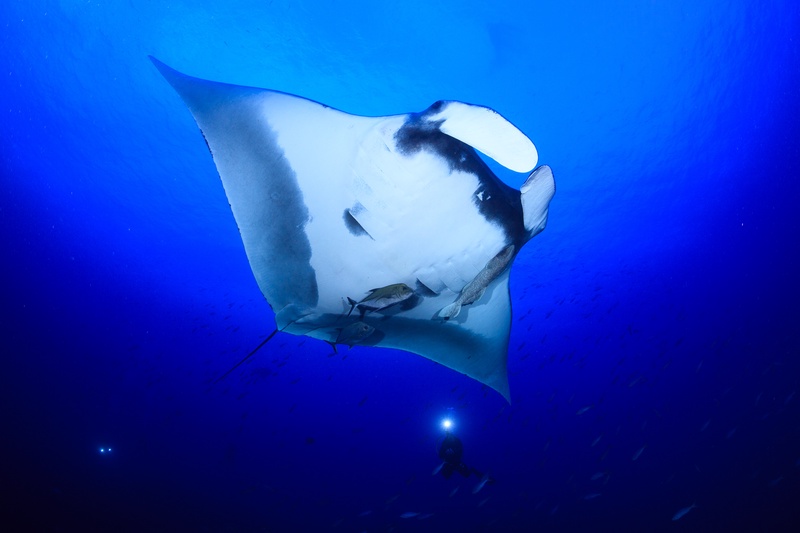 Giant oceanic manta ray gliding overhead at Socorro, remoras fixed to its pale belly as a diver looks up.