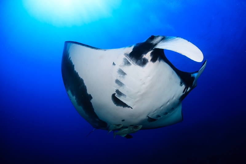 Giant manta ray banks overhead, black-and-white belly pattern and gill slits sharp against sunlit blue.