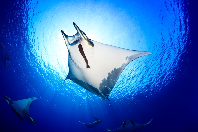 Devil ray glides overhead, white belly and remoras outlined against the sunlit Azores surface.