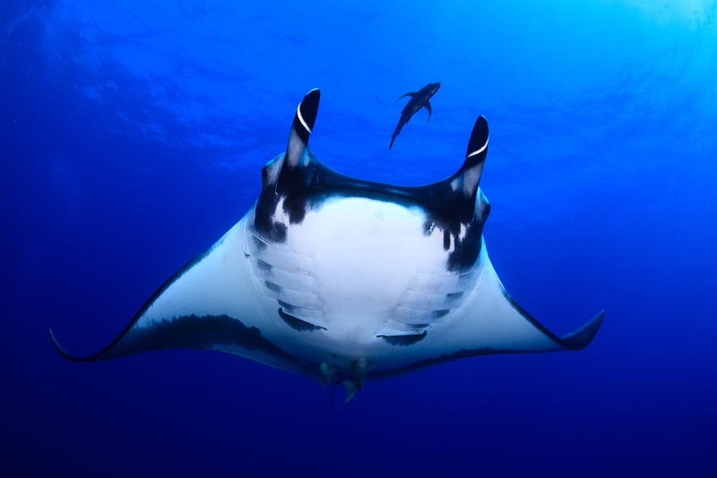 Giant manta ray comes straight in, cephalic fins unfurled and white belly marked with dark spots.