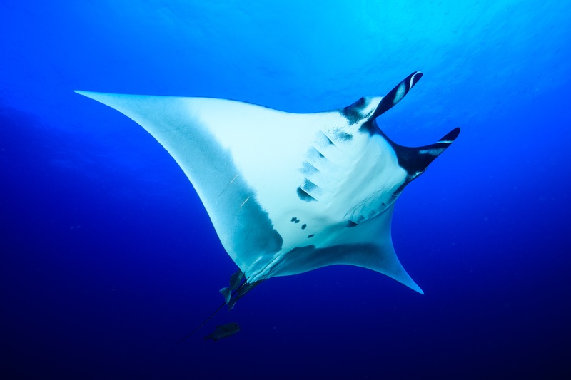 Giant manta ray glides through Socorro blue, white belly bright and remoras tucked beneath.