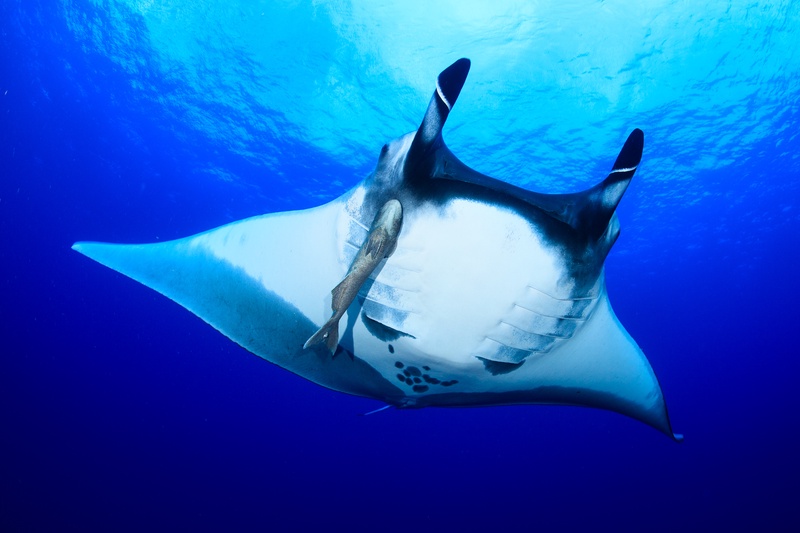 Giant manta ray climbs through blue water, remora fixed to its white belly beneath open gill slits.