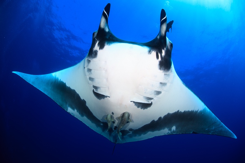 Giant manta ray banks through Socorro blue water, white belly open to view with remoras riding along.