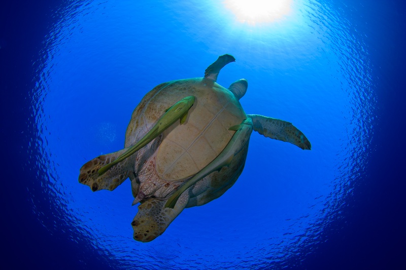 Green sea turtle passes overhead with remoras on its shell, framed against a bright sunburst.