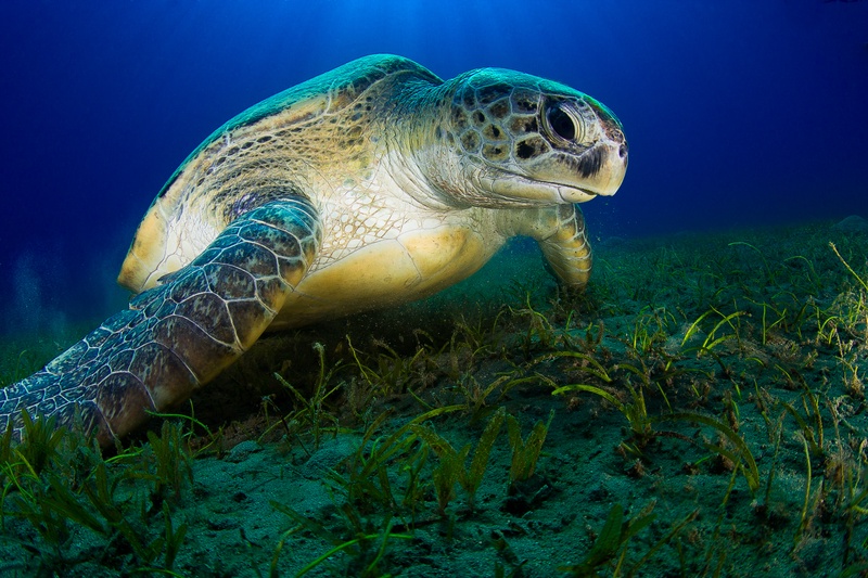 A green sea turtle swimming over a seagrass bed in Marsa Alam, Egypt, with sunlight filtering through the water.