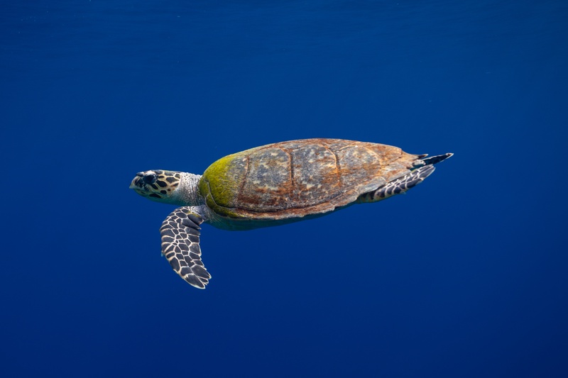 Hawksbill turtle cruises through clear blue water, hooked beak and mottled shell easy to read.