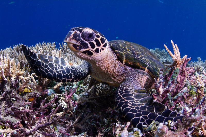 Hawksbill turtle resting on the reef, hooked beak and patterned shell clear against Komodo blue.