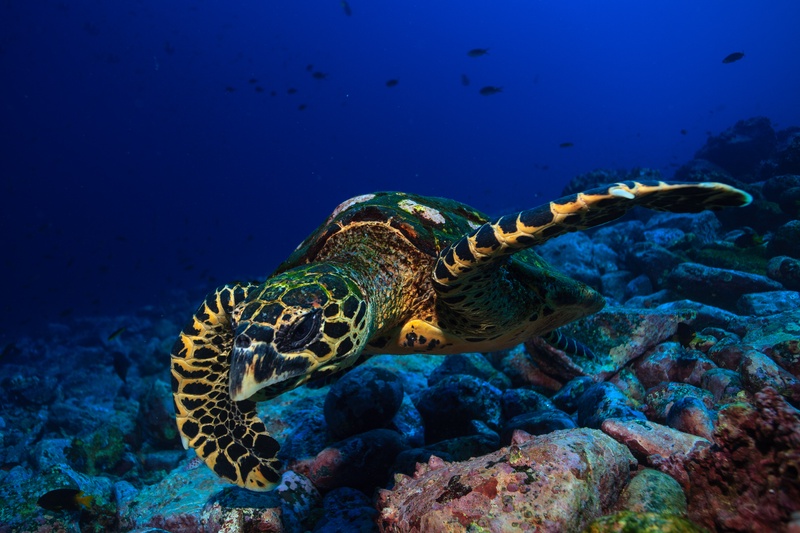 Hawksbill turtle crosses a rocky Malpelo reef, patterned shell and outstretched flippers in view.