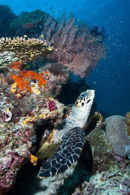 Hawksbill turtle resting against a reef wall of orange sponges and tunicates, a gorgonian fan and glassfish schooling in the blue behind.