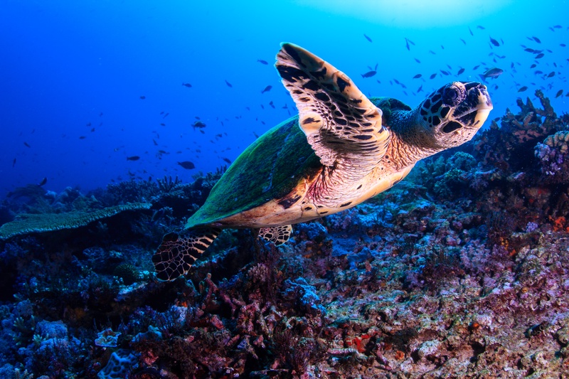 Hawksbill turtle glides over Komodo reef, beaked profile and patterned shell sharp against the blue.