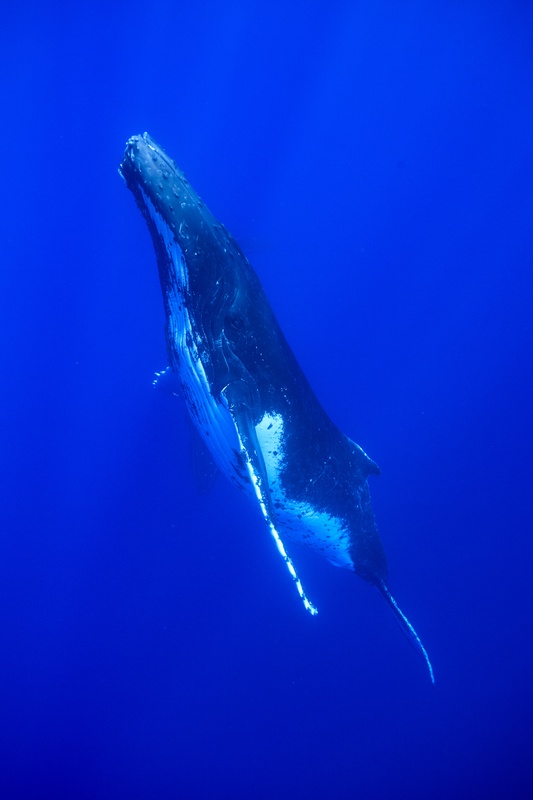 Humpback whale rising vertically through Moorea blue, belly and one pectoral fin bright against the deep.