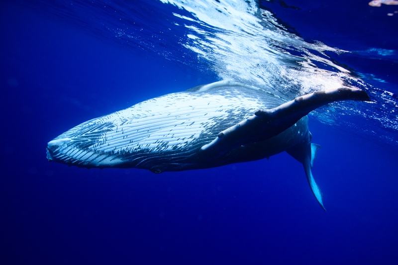 A humpback whale swims underwater near the surface, its ventral grooves visible and illuminated.