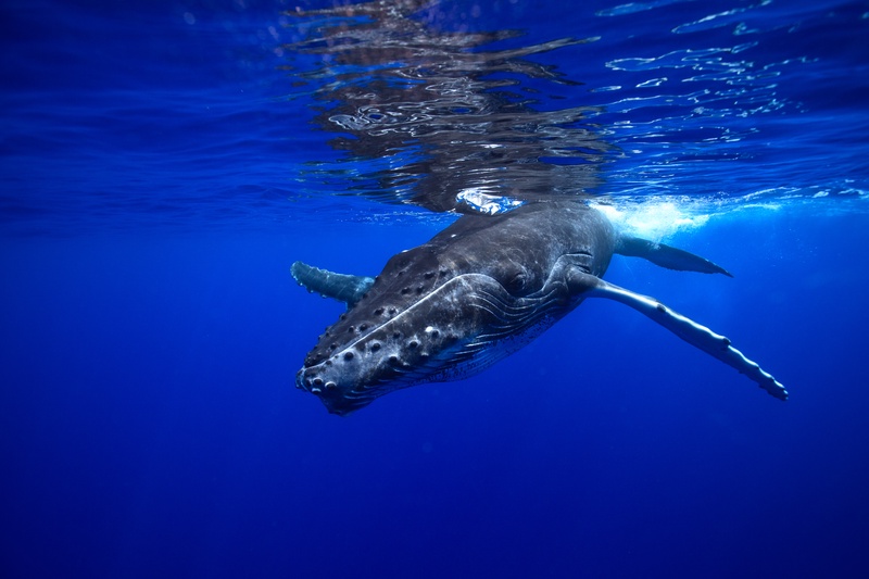Humpback calf just under the surface, knobbled rostrum and bright pectoral fin lit from above.
