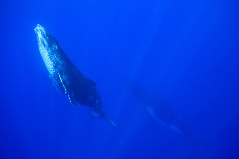 Humpback whale calf climbs through blue water, ventral grooves and long pectoral fin sharply defined.