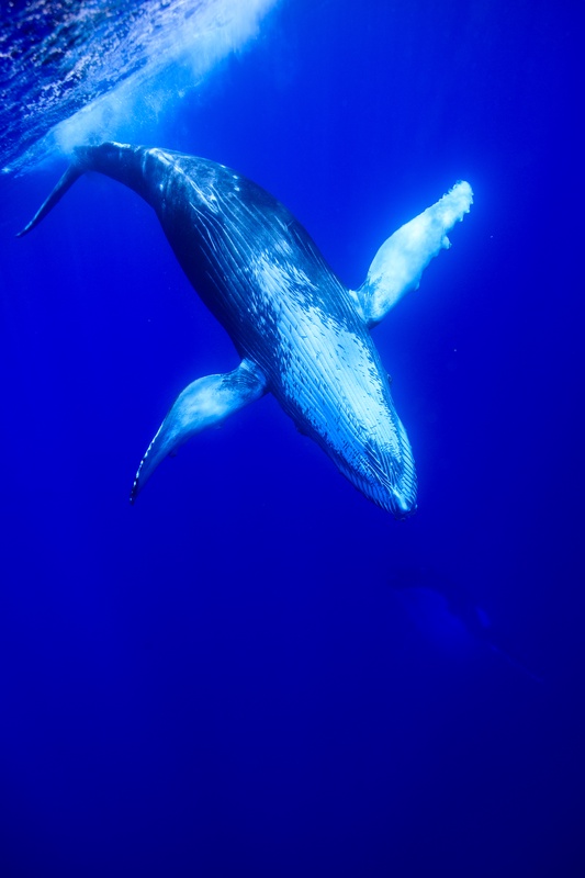 Humpback whale drops from the bright surface, white belly exposed, while a second whale hangs below.