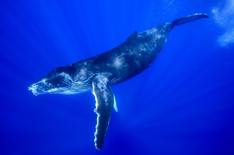 Humpback whale drops through blue water, one long pectoral fin catching the sun from above.