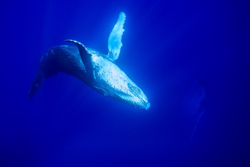 Humpback whale dropping into the blue off Moorea, one long pectoral fin raised high.