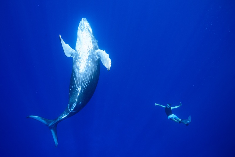 Humpback whale hangs head-down in blue water while a freediver drifts nearby for scale.