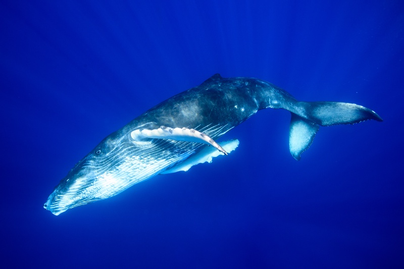 Full-body humpback whale gliding past, ventral grooves and long pectoral fin cleanly defined.