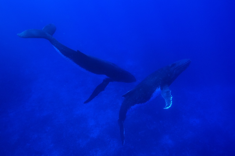 Mother and calf humpback whales dive together, a string of bubbles trailing behind them.