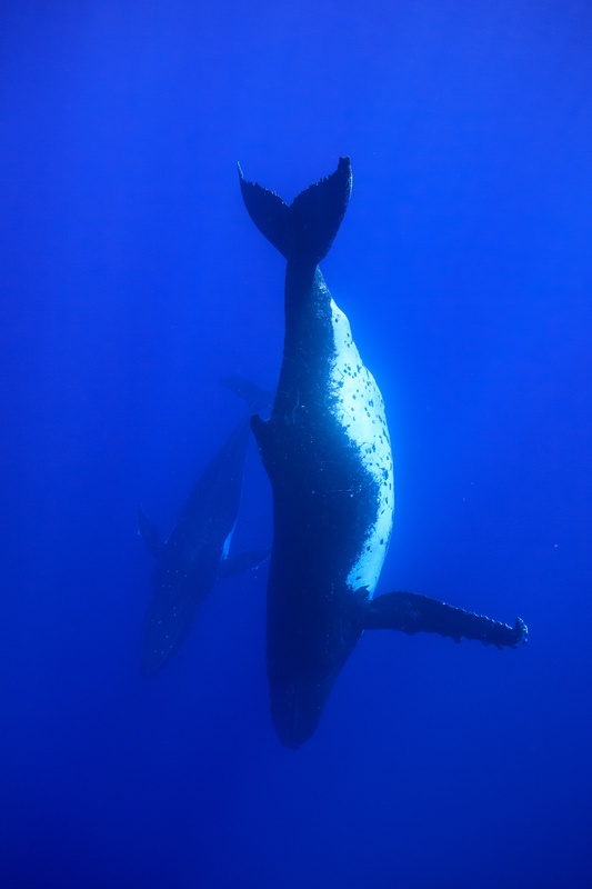 Humpback mother and calf from below, the calf's pale belly and tail flukes suspended overhead.