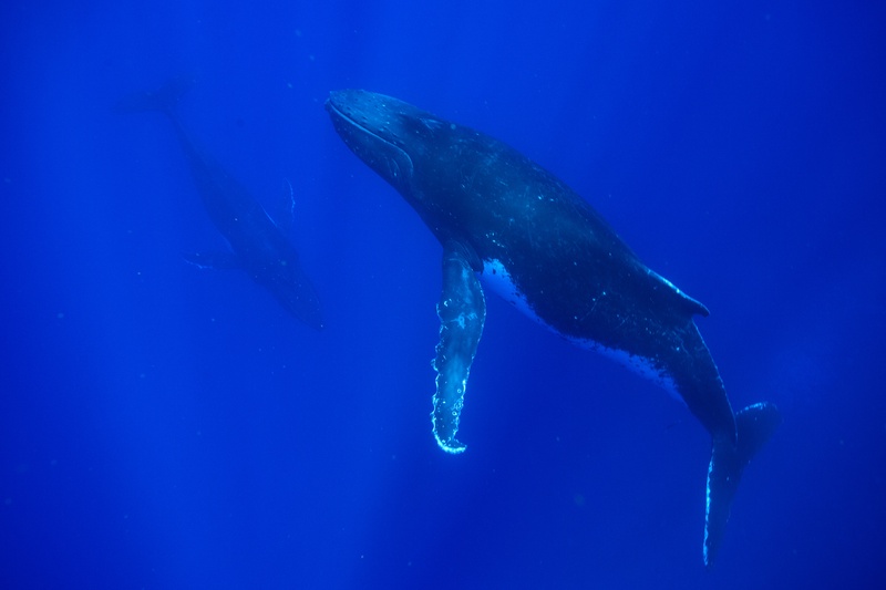 Humpback whale mother and calf cruise side by side through Moorea blue water, another whale trailing behind.