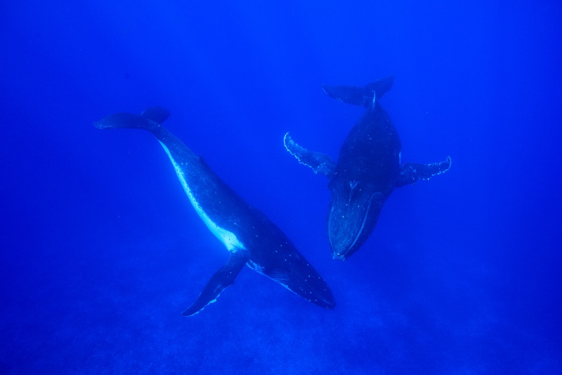Humpback whale mother and calf travel close together, pleated throats and long pectoral fins sharp against open water.