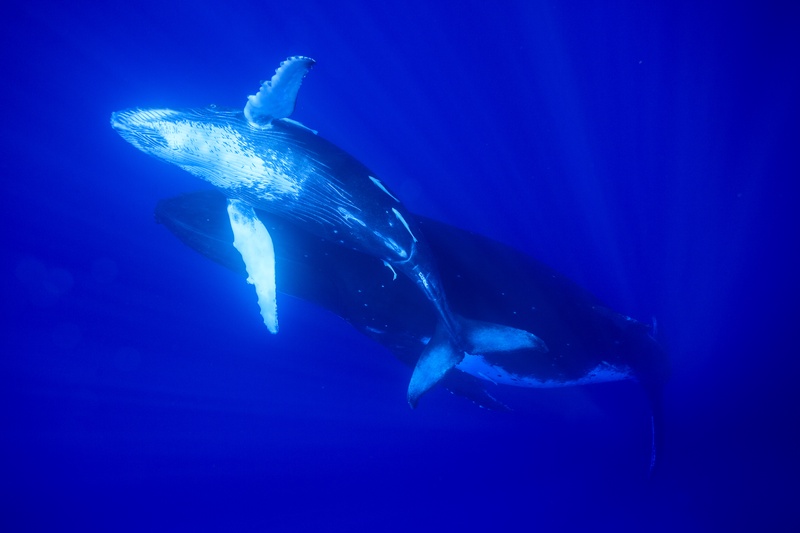 Humpback whale mother and calf hold close in blue water, pectoral fins nearly brushing.