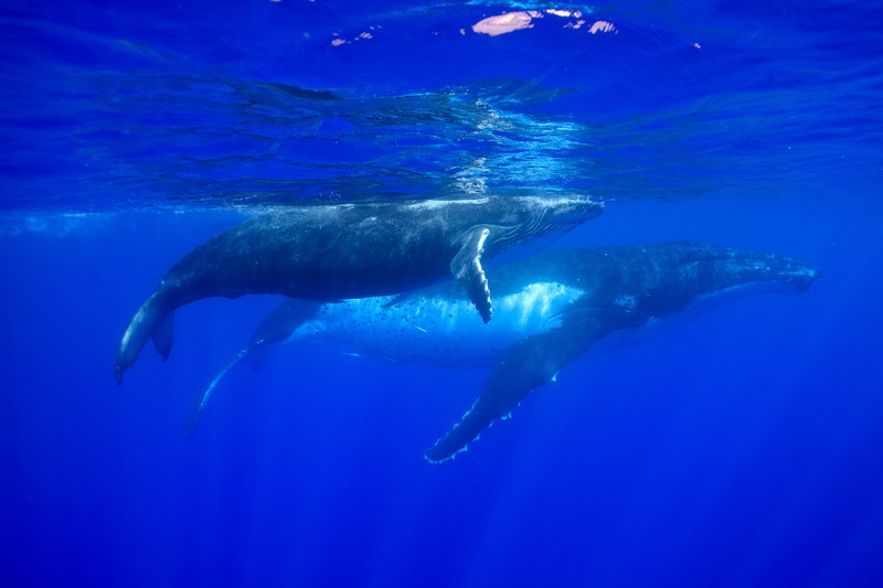 Humpback mother and calf cruise just under the surface, mirrored by the silver skin of the sea.